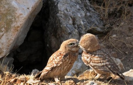 יום ראשון לאהבה: חג שמח לאוהבים