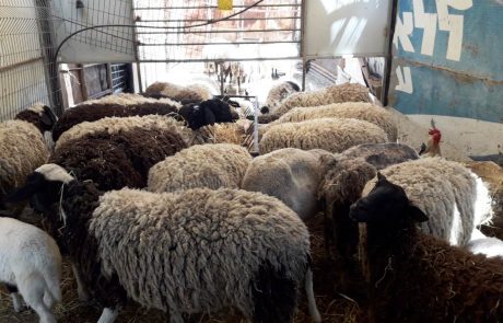 תושב צפת נחקר בחשד להחזקת צאן ללא היתר וחיסונים