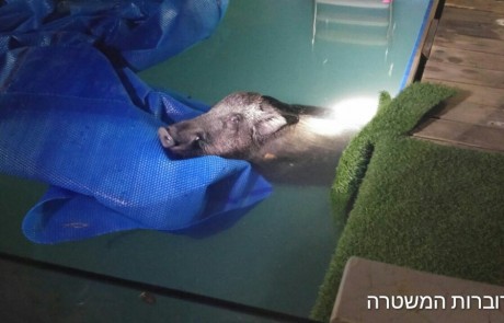 חזיר בר שנפל לברכת שחייה בצימר בשזור חולץ ע"י שוטרים
