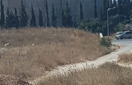 מאמצים להקל על עומסי התנועה בצפת – הוכשר ציר תנועה זמני